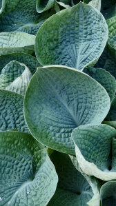 Hosta 'Abiqua Drinking Gourd'